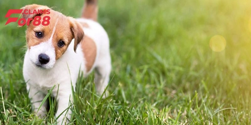 Vì sao có người lại mơ thấy chó?