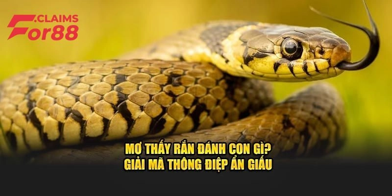 Lý giải giấc mơ thấy rắn chi tiết nhất theo tâm linh