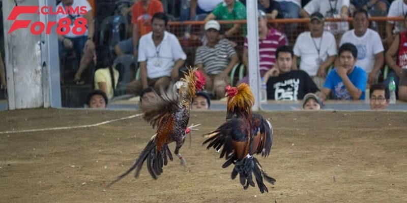 Đá gà Asil là gì?