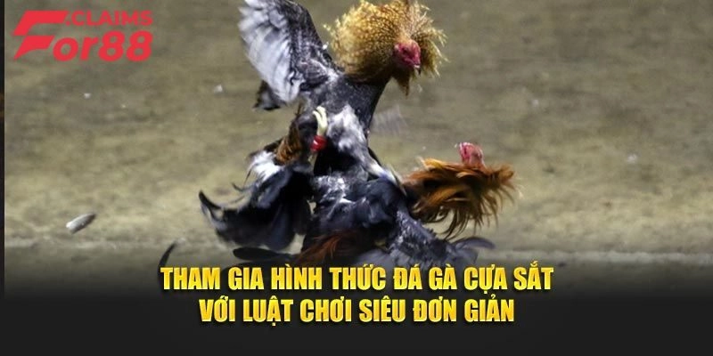 Đá Gà Cựa Sắt - Tận Hưởng Những Trận Đấu Thăng Hoa Xúc Cảm