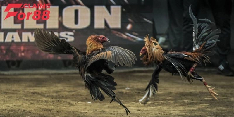 Giải đá gà C2 có gì hấp dẫn?