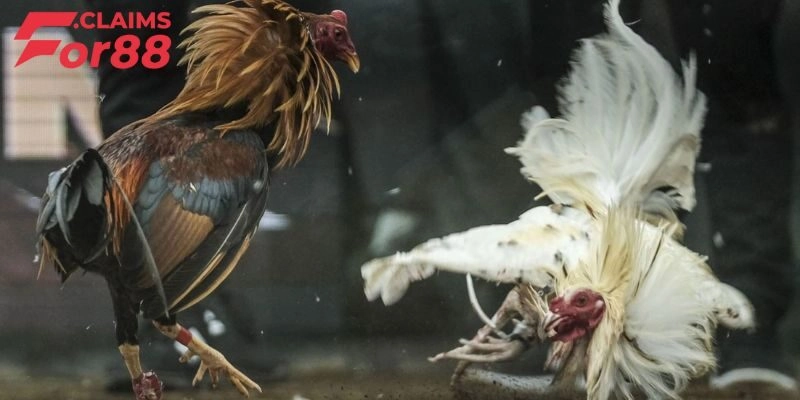 Cách Nuôi Gà Đá Chân Mạnh - Top 3+ Bí Quyết Giúp Gà Sung Mãn