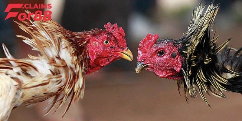 Đá Gà Asil - Tận Hưởng Những Trận Đấu Hấp Dẫn, Kịch Tính