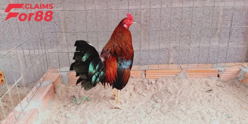 Quy luật thi đấu đá gà Asil mới nhất hiện nay